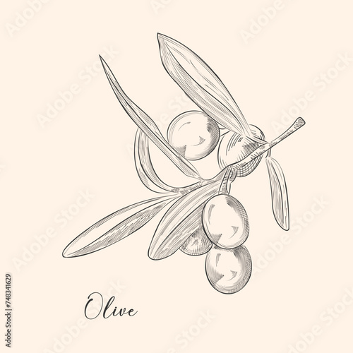 Olive brunch in engraving style Design element for poster, card, banner. Vector illustration,