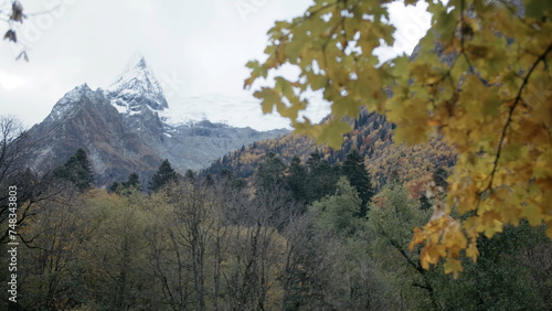 High mountains covered by snow behind tree branch. Creative. Yellow autumn leaves with forested hills behind.