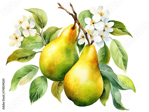 Watercolor Pear Isolated, Aquarelle Ripe Fruit and Flowers, Creative Watercolor Pears on White