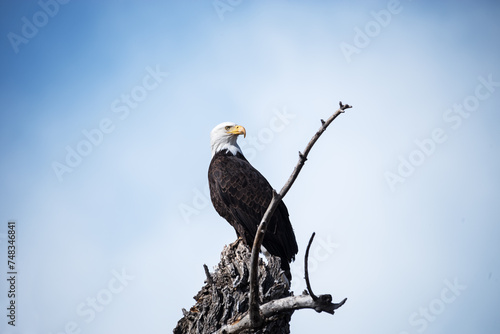 Bald Eagle Perched On Dead Tree