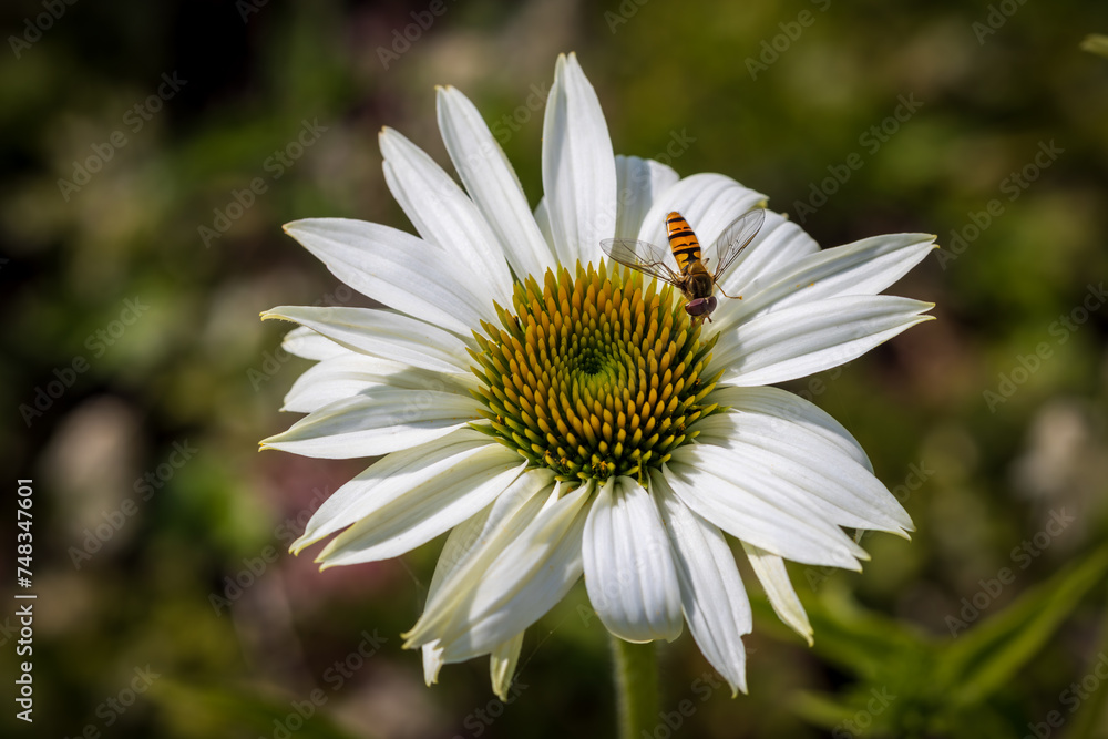 The white echinacea flower in a garden.
The white echinacea flower in a garden.