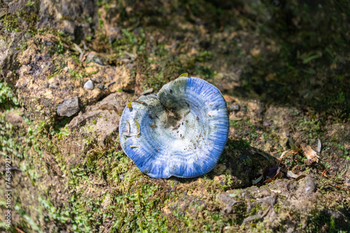 Indigo-Reizker - Lactarius indigo: Ein schmackhafter, essbarer Pilz photo