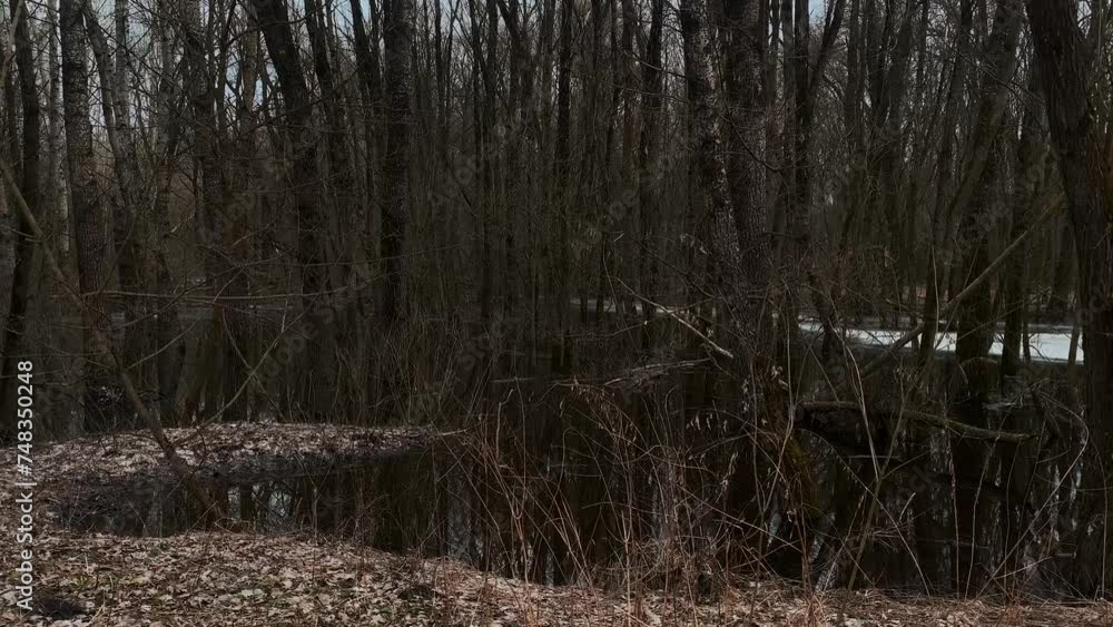 Dark mystical spring forest with wet trees covered in moss standing in the water of the lake. Mysterious place in nature with ice and snow and yellow leaves Dark mystical spring forest with wet trees covered in moss standing in the water of the lake. Mysterious place in nature with ice and snow and yellow leaves