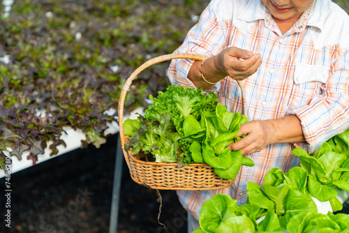 Happy Asian senior woman farmer salad garden owner harvesting and holding organic lettuce vegetable in the basket at greenhouse garden. 