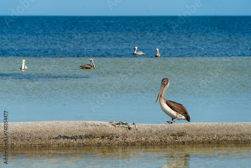 Pelikane am Meer