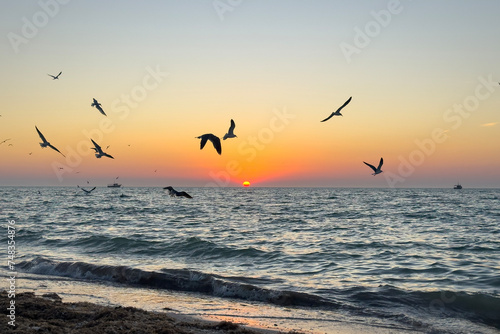 Pelikane und M  wen jagen am Meer bei Sonnenuntergang