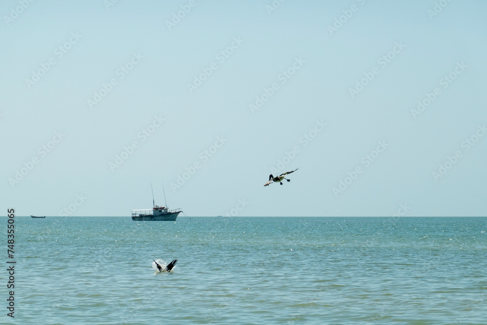 Fischerboot am Horizont und Pelikane am Jagen - obrazy, fototapety, plakaty 