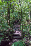 Stone stairs surrounded by vegetation, jungle