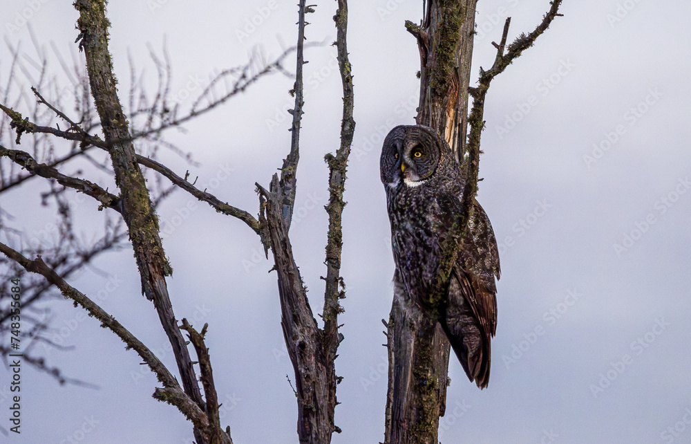 Obraz premium Great Grey Owl at Dawn at the Sax Zim Bog in Minnesota