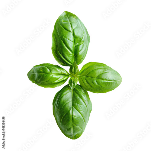fresh basil leaf isolated on white background, top view. With clipping path