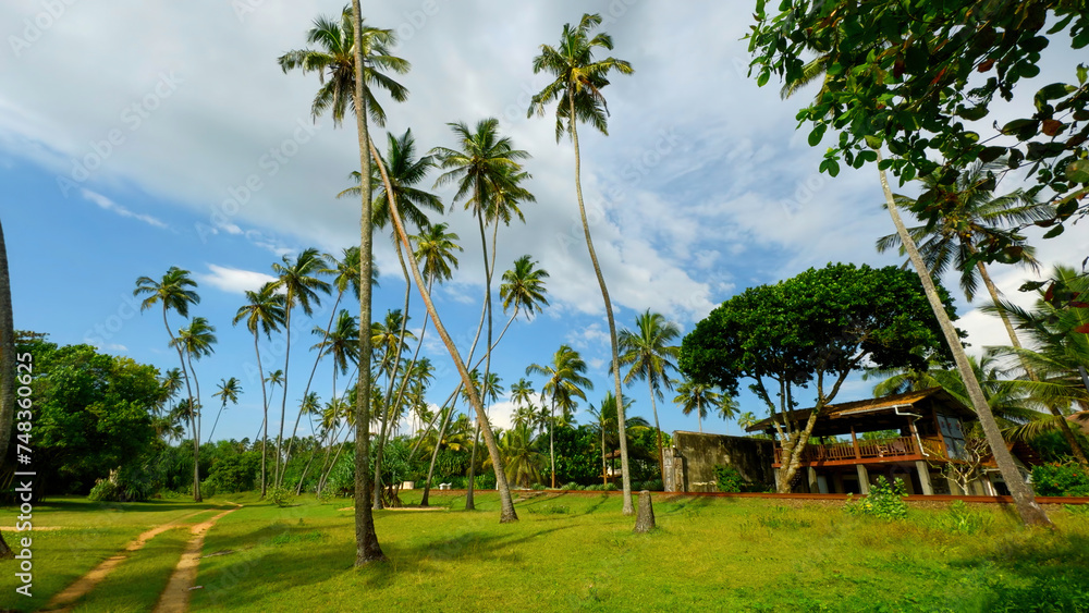 Natural landscape of palm trees and green bright grass. Action. Beautiful cottage and summer countryside landscape.