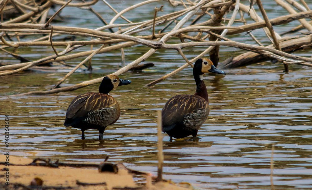 Obraz premium Beautiful mallard known as Irerê walking along the edge of the Várzea das Flores lagoon, feeding among the dry branches