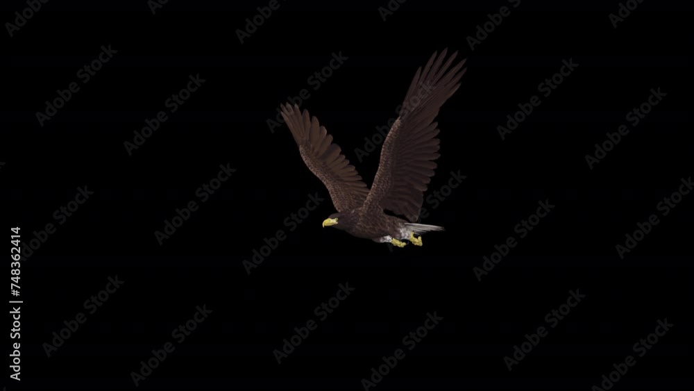 Eurasian White-Tailed Eagle - Flying Loop - Side Angle View CU - Alpha Channel - Realistic 3D animation isolated on transparent background with alpha channel Eurasian White-Tailed Eagle - Flying Loop - Side Angle View CU - Alpha Channel - Realistic 3D animation isolated on transparent background with alpha channel
