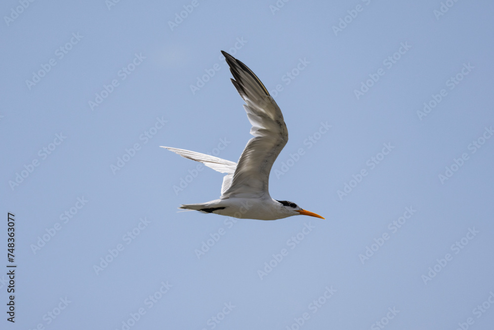 Common Tern in flight in natural native habitat, Bentota Beach, Sri Lanka Common Tern in flight in natural native habitat, Bentota Beach, Sri Lanka