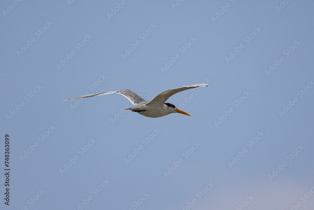 Obraz premium Common Tern in flight in natural native habitat, Bentota Beach, Sri Lanka