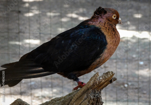 Bombo Arcanjo Vermelho, photographed in a breeding site located in Esmeraldas, Minas Gerais. photo