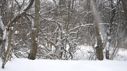 Wallpaper Mural Winter panorama in the snowy forest during the snowfall. The bushy woodland: view at the forest edge, where snow is falling and the ground is covered with a thick blanket of snow. Torontodigital.ca