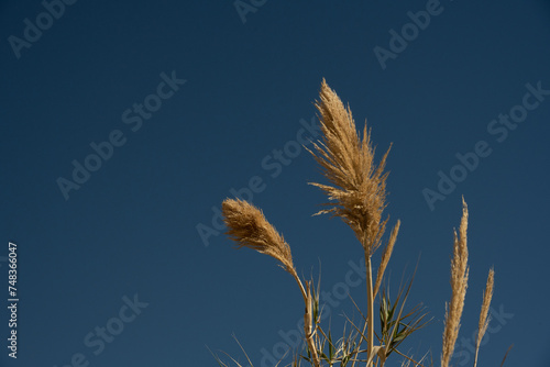 Fluffy Stalk Of Tall Grasses Against Blue Sky photo