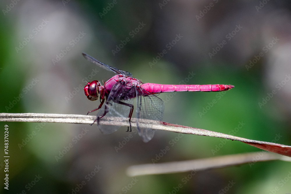 Close Up Macro of Red Dragonfly on Grass in Pond Close Up Macro of Red Dragonfly on Grass in Pond