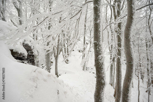 Fototapeta Naklejka Na Ścianę i Meble -  A winter landscape: winterwonderland snowscape frosty coldweather snowyday wintermagic winterphotography