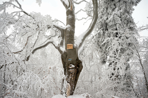 Fototapeta Naklejka Na Ścianę i Meble -  A winter landscape: winterwonderland snowscape frosty coldweather snowyday wintermagic winterphotography