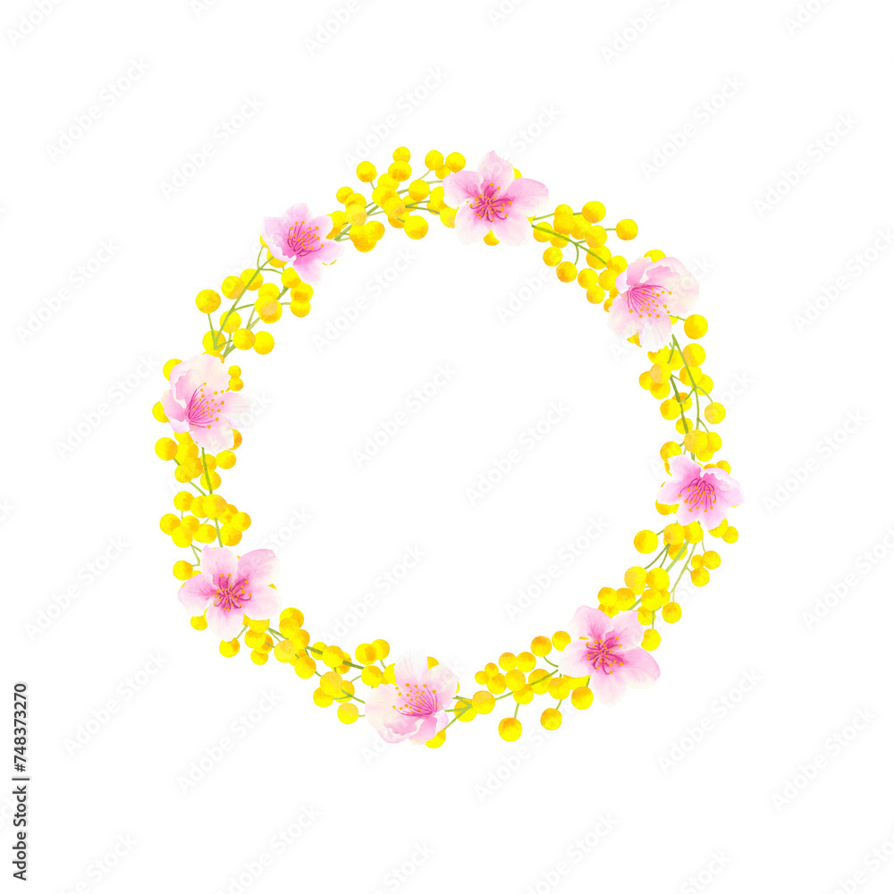Watercolor wreath of mimosa and cherry blossoms isolated on white background. Round frame of yellow spring flowers. Hand drawn botanical illustration. For packaging, postcards, printing, invitations