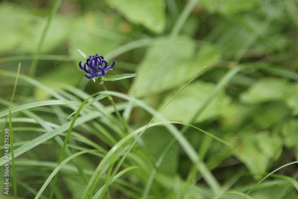 Flower Phyteuma Orbiculare in Natural Habitat Flower Phyteuma Orbiculare in Natural Habitat