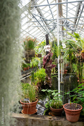 Victorian Greenhouse Indoor Jungle - Northampton Massachusetts  photo