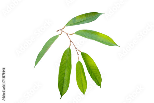 Durian leaves on white background.