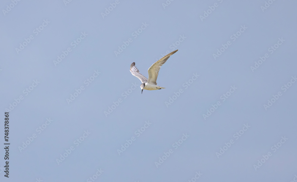 Whiskered Tern in flight seen in natural native habitat, Bentota Beach, Sri Lanka Whiskered Tern in flight seen in natural native habitat, Bentota Beach, Sri Lanka