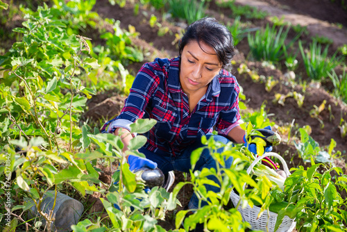 Successful hispanic woman gardener engaged in growing of organic vegetables at her smallholding, harvesting ripe eggplants crop