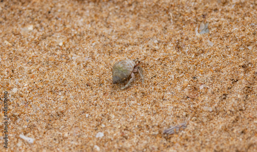 Hermit crab in shell on sandy beach in natural native habitat, Bentota Beach, Sri Lanka Hermit crab in shell on sandy beach in natural native habitat, Bentota Beach, Sri Lanka