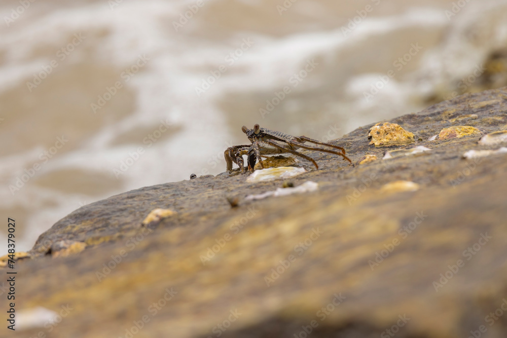 Fototapeta premium Crabs on rocks along the Indian Ocean coastline in natural native habitat, Bentota Beach, Sri Lanka