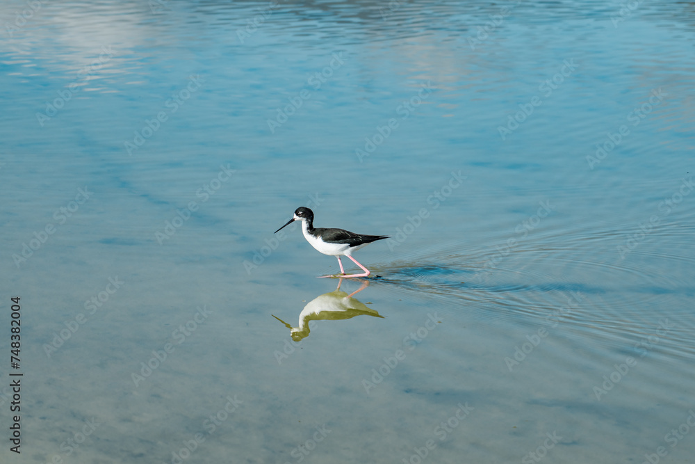 The black-necked stilt (Himantopus mexicanus) is a locally abundant shorebird of American wetlands and coastlines. Kanaha Pond State Wildlife Sanctuary. Kahului Maui Hawaii The black-necked stilt (Himantopus mexicanus) is a locally abundant shorebird of American wetlands and coastlines. Kanaha Pond State Wildlife Sanctuary. Kahului Maui Hawaii
