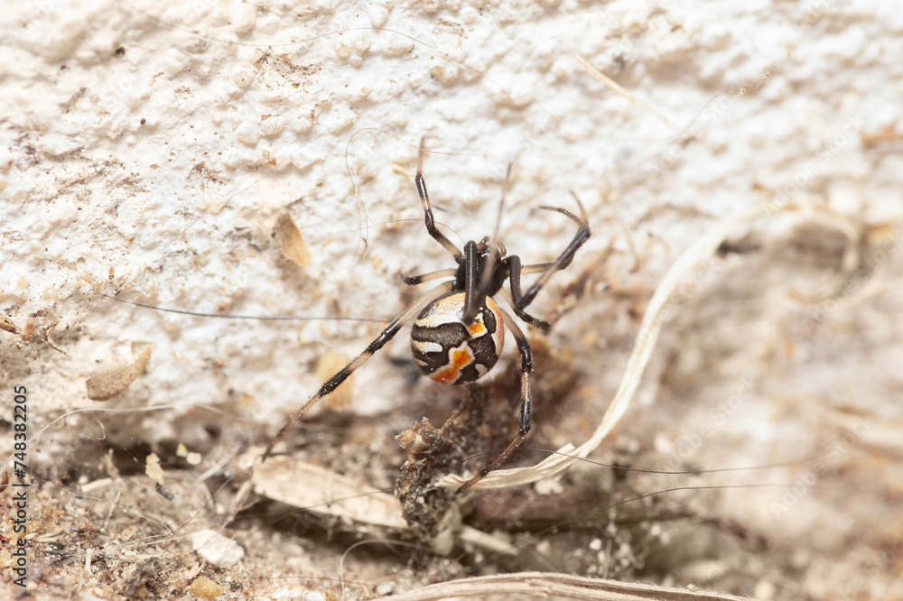 Brown Australian red back spider outdoors in the garden Brown Australian red back spider outdoors in the garden