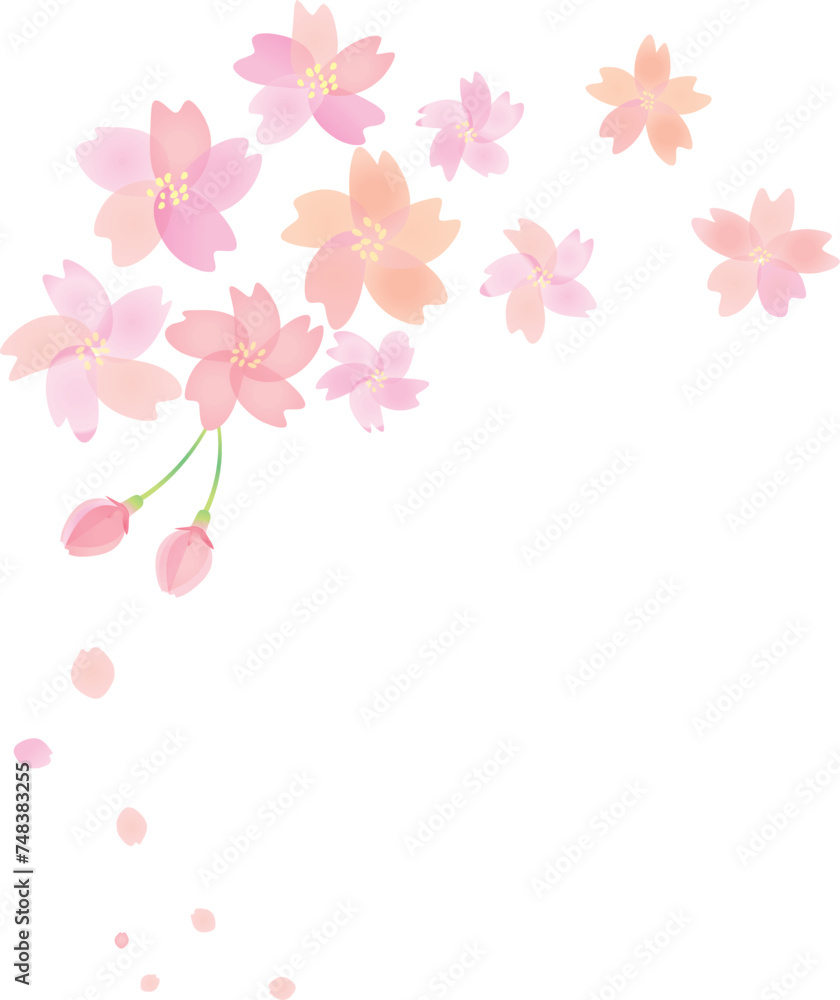 桜の花のカットイラスト3