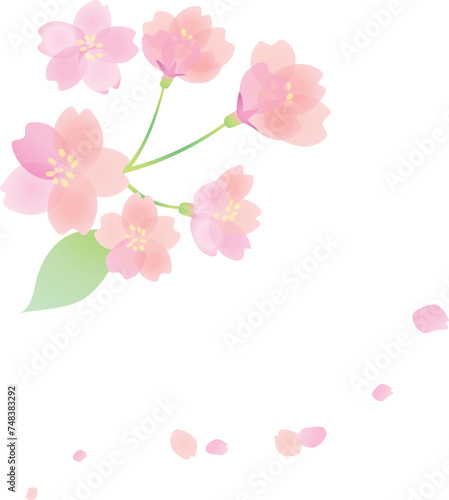 Fototapeta Naklejka Na Ścianę i Meble -  桜の花のカットイラスト2