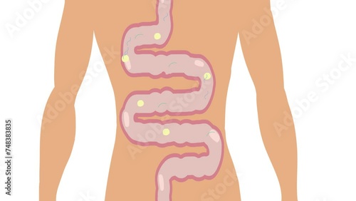Simple illustrative animation of digestive system. How it works digestion, Large colon anatomy organ and intestines.  photo