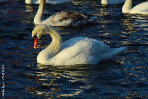 a flock of swans by the river