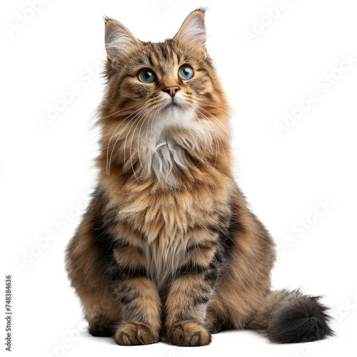long hair siting cat isolated on transparent background, element remove background, element for design photo