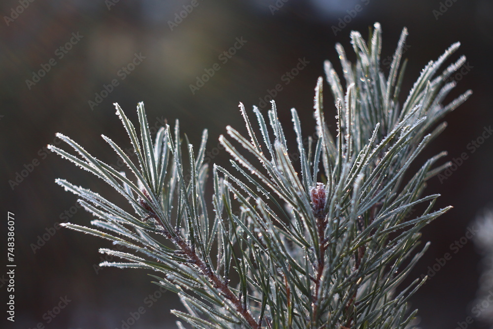 frost on branches frost on branches