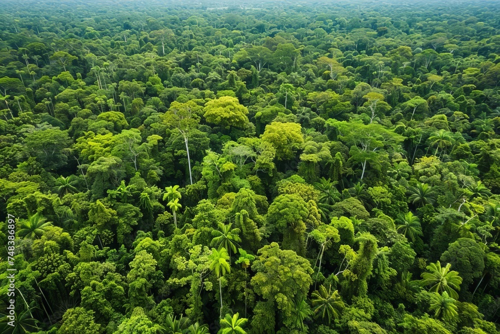 Rainforest conservation Climate change action