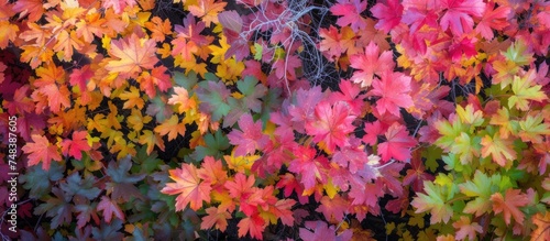 A group of colorful maple leaves are vividly displayed against a deep black background. The leaves showcase a range of hues including red, orange, and yellow, symbolizing the beauty of the fall season