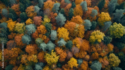 aerial view of deciduous forest in autumn generative ai