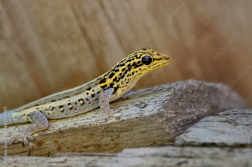 Obraz premium Yellow-headed gecko Lygodactylus luteopicturatus - looks like a fake or an AI creation... it is not known where such unusual coloration comes from in nature. Photo taken in Zanzibar