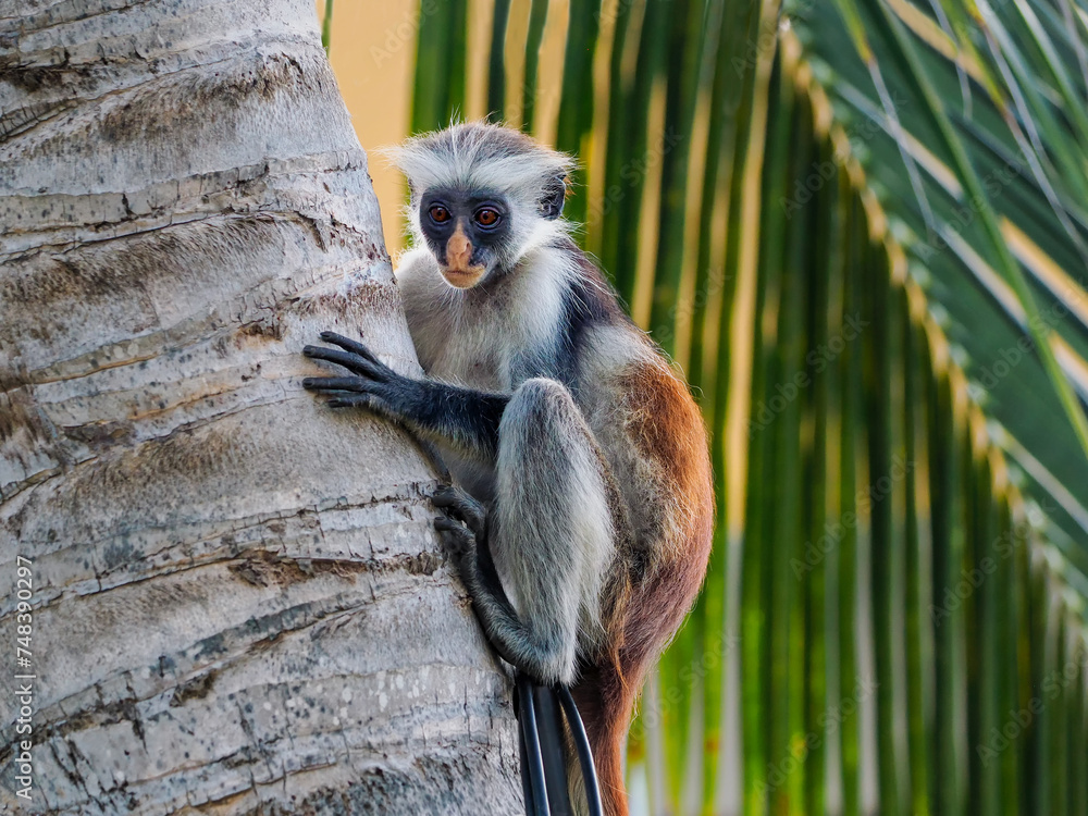 Obraz premium Red Colobus monkeys, found only in Zanzibar. monkeys from the vervet family, which are an endemic species