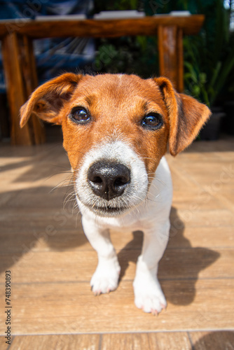 jack russell terrier puppy © thomasueda