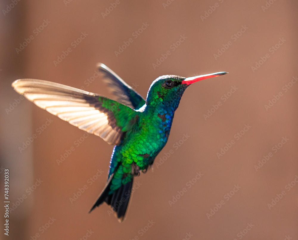 Fototapeta premium Close up of hummingbird in flight.