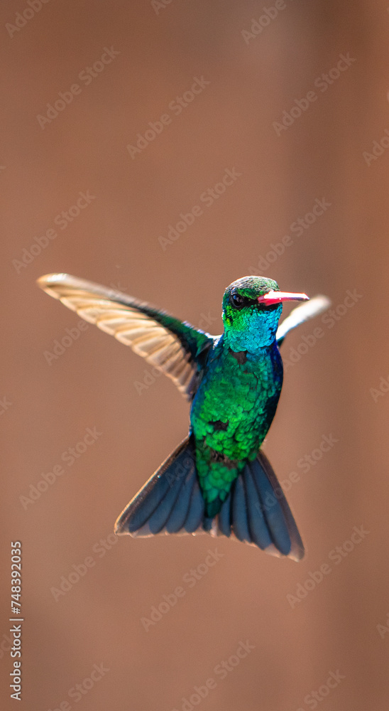 Obraz premium Close up of hummingbird in flight.