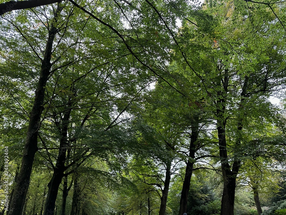 Many high green trees in beautiful park Many high green trees in beautiful park